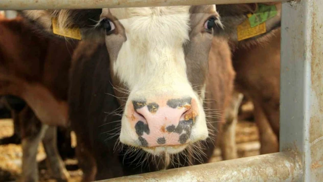 Mudurnu'da 18 Köy Ve 4 Mahalle Karantinaya Alındı