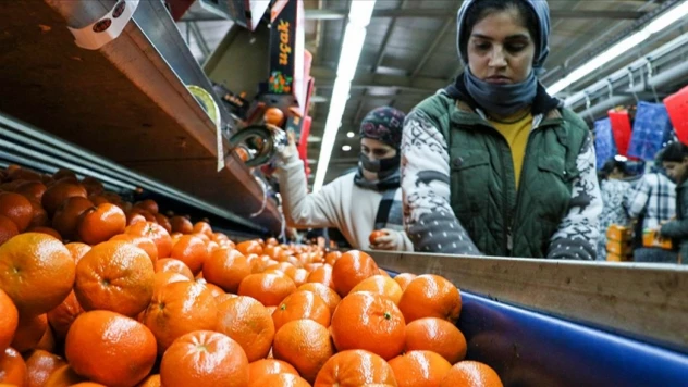 Narenciye İhracatı Türkiye'ye 1 Milyar 477 Milyon 58 Bin Dolar Kazandırdı