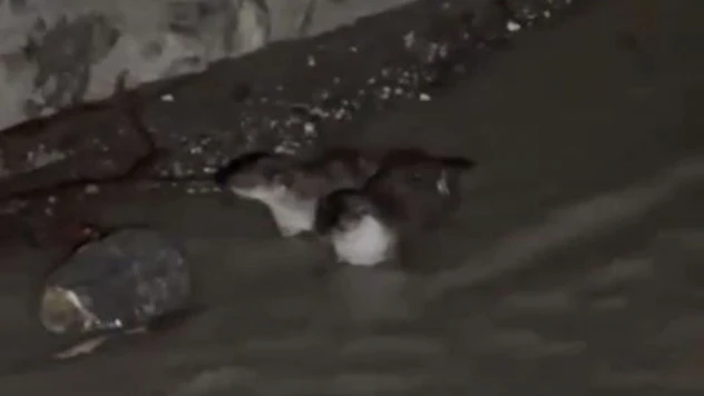 Nesli Tükenmekte Olan Su Samurları Görüntülendi