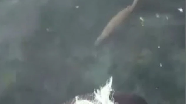 Nesli Tükenmekte olan Su Samuru Görüntülendi