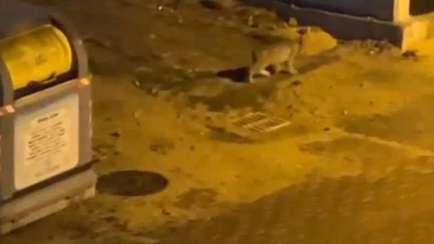 Nesli Tükenmekte Olan Vaşak Bolu Sokaklarında Görüntülendi