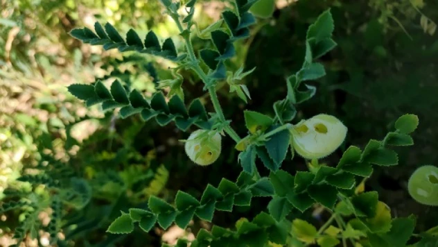 Nohut yetiştiriciliği yaygınlaşıyor