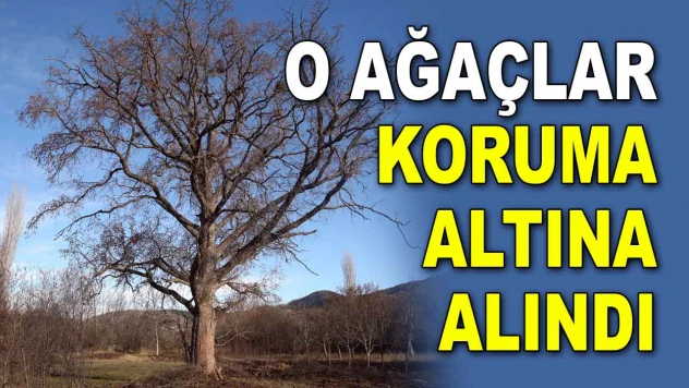O Ağaçlar Koruma Altına Alındı