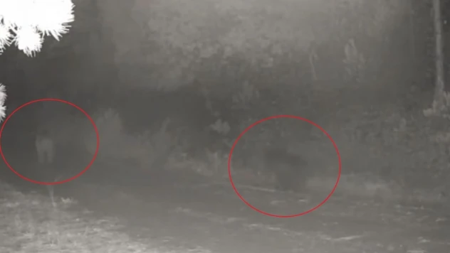 Anne Ayı Ve Yavrusu Fotokapanda