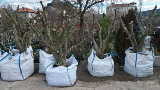 Osmancık'ta Zeytin Yetiştiriciliğine İlgi Her Geçen Gün Artıyor