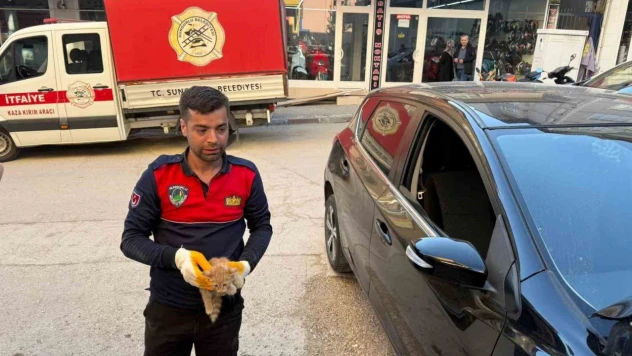Yavru Kediyi İtfaiye Kurtardı