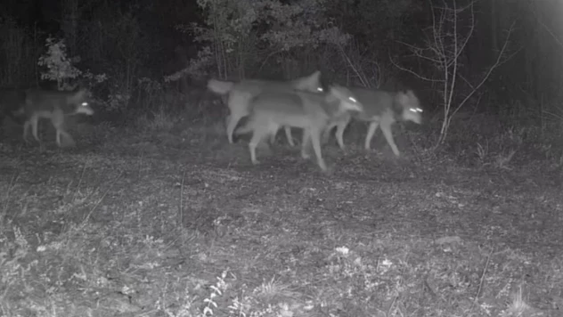 Ovacık'taki Yaban Hayatı Görüntülendi