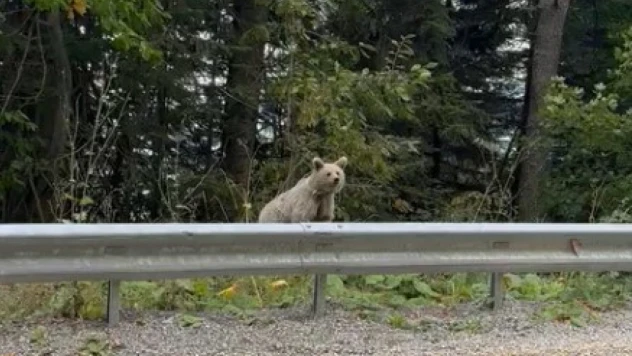 Poz veren ayı ilgi çekti