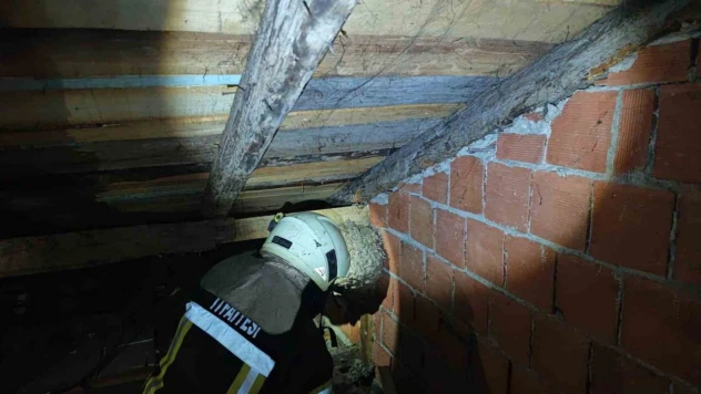 Safranbolu'da Yaban Arısı Paniği