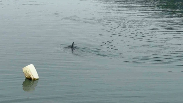 Nefes Kesen Yunus Kurtarma Operasyonu