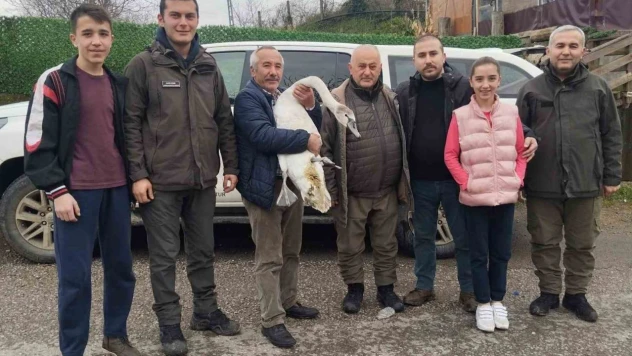 Sahil Kenarında Bulunan Kuğu Koruma Altına Alındı