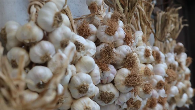 Sarımsak Üreticileri İçin Ödüllü Yarışma Düzenleniyor