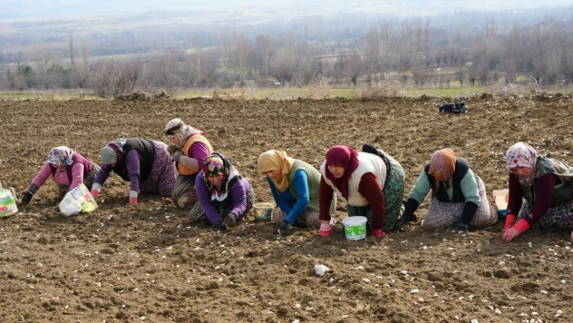 Sarımsakta 30 Bin Ton Rekolte Bekleniyor