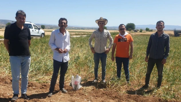 Sarımsakta Hasat Başladı