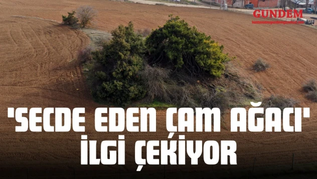 'Secde Eden Çam Ağacı' İlgi Çekiyor