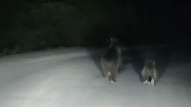 Seyir Halindeki Otomobilin Önüne Ayı Çıktı