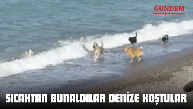 Sıcaktan Bunaldılar Denize Koştular