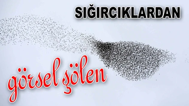 Sığırcıklardan Görsel Şölen