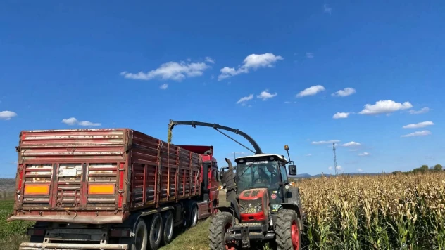 Silajlık Mısır Hasadı Başladı