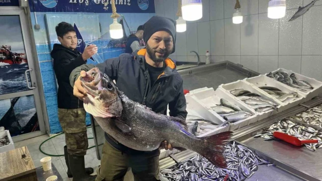 13 Kiloluk Dev Levrek Yakalandı