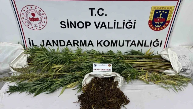 Sinop'ta 425 Gram Kubar Esrar Ve 56 Kök Kenevir Bitkisi Ele Geçirildi