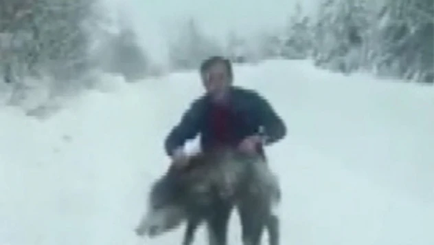 Yaban Domuzu Sürüsüne Dalıp Eliyle Yakaladı