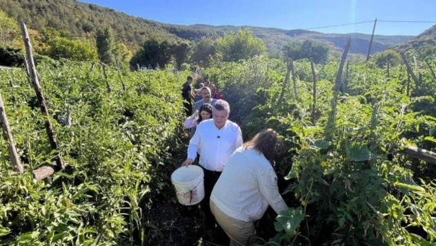 Sinop'ta Coğrafi İşaretli Gazidere Domatesinde Hasat Başladı