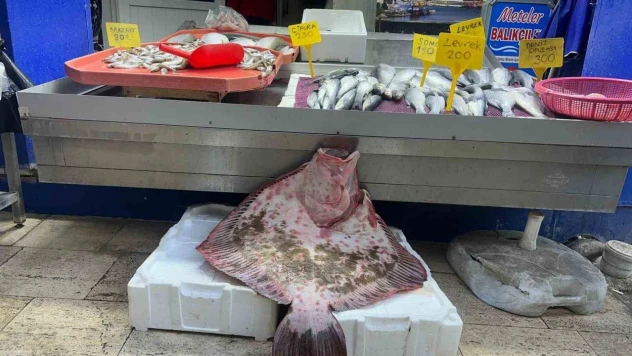 Sinop'ta Dev Kalkan Balığı 11 Bin 500 Lira
