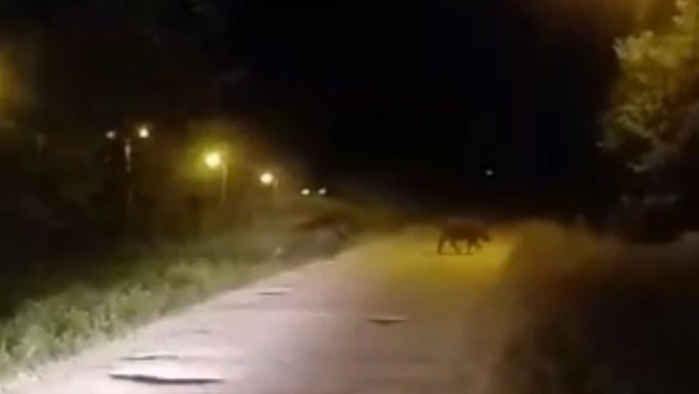 Sinop'ta Domuzlar Şehre İndi