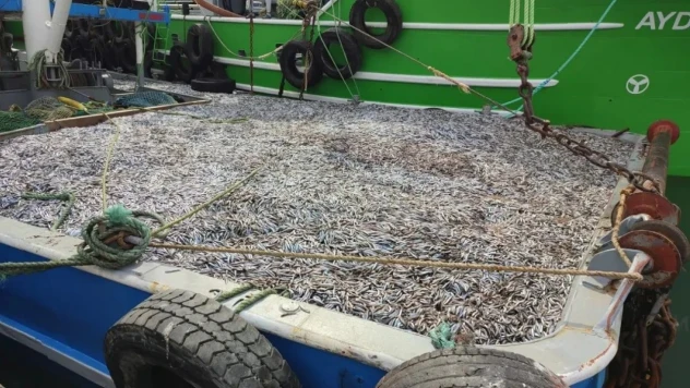 Sinop'ta Hamsi Denetimleri