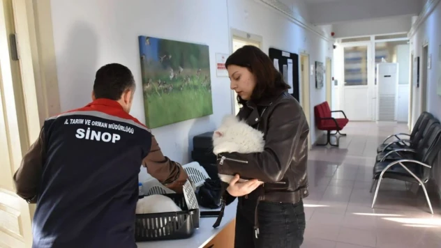 Sinop'ta Hayvan Kimliklendirme İstatistikleri