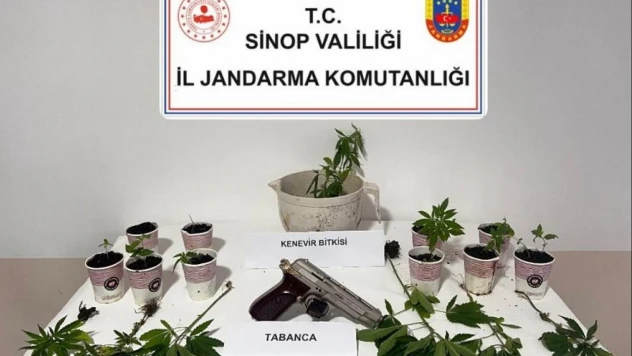 Jandarmadan Kenevir Operasyonu!