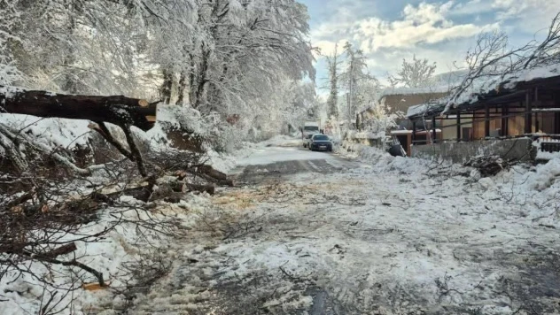 Sinop'ta Kara Yolunda Ağaç Devrildi