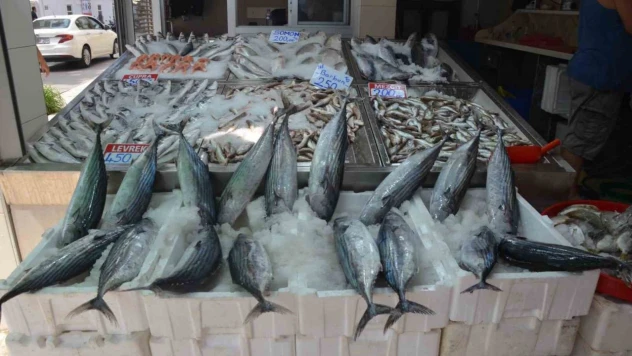 Sinop'ta Torik Bolluğu