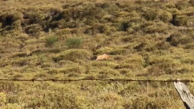 Sinop'ta Yalnız Gezen Çakal Görüntülendi