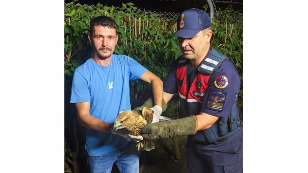 Sinop'ta Yaralı Şahine Jandarma Şefkati