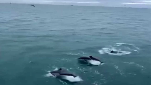 Sinop'ta Yunusların Balıkçı Teknesiyle Dansı Kamerada