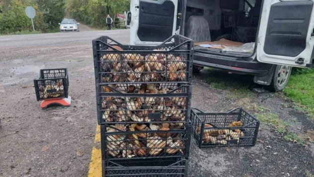 Sinop'tan Avrupa'ya Mantar İhracatı