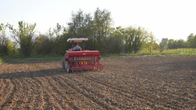 Siyez Buğdayını Düzce Topraklarında Yetiştirecekler