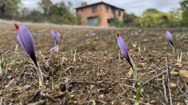 Dünyanın En Pahalı Baharatında Erken Çiçek Açtı