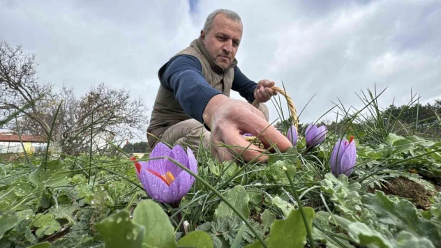 Soğuk Ve Yağışlı Hava Hasat Süresini Uzattı