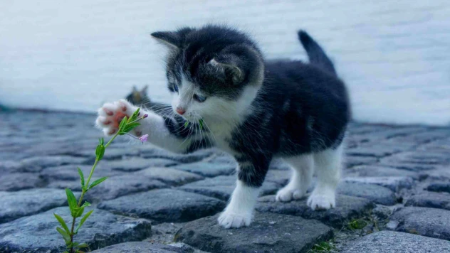 Soğuyan Havalarda Evcil Hayvan Bakımına Dikkat