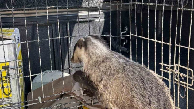 Psikolojisi Bozulan Porsuk, Tedavi Edildi