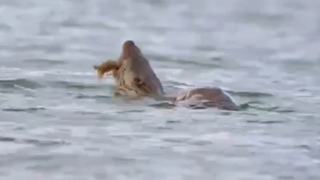 Su Samuru Avını Yerken Görüntülendi