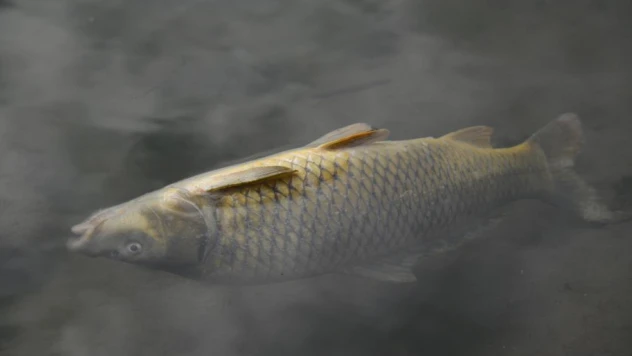 Su Seviyesi Düştü, Ölen Balıklar Kıyıya Vurdu!