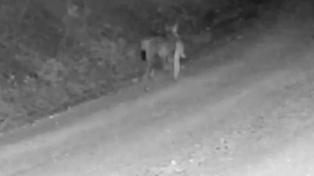 Tavşan Avlayan Vaşak