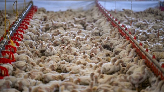 Tavuk Eti Üretimi 233 Bin 887 Ton Oldu