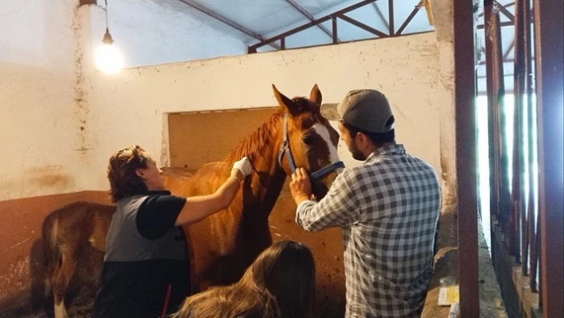 Tek Tırnaklı Hayvanlar Kayıt Altına Alınıyor