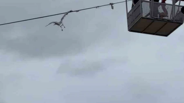 Tellerde Mahsur Kalan Martıyı İtfaiye Ekipleri Kurtardı