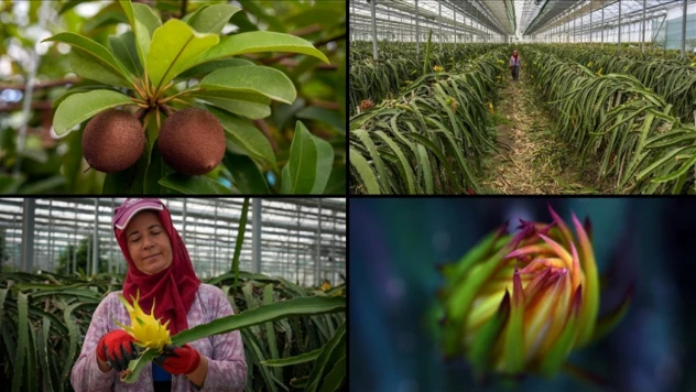 Tescillenen 8 Tropikal Meyve Çeşidi Milli Çeşit Listesi'ne Girdi